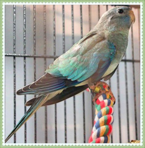 Handsome Scarlet Chested parakeet