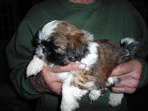 Handsome Shih Tzu Male Pups Ready Now