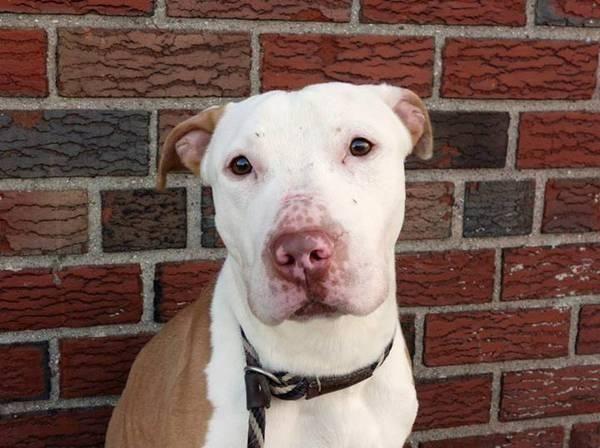 Handsome shy 1yr old pittie Melo in danger@Brooklyn kill shelter