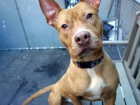 Handsome stunning amstaff terrier Milo in danger@NYC kill shelter