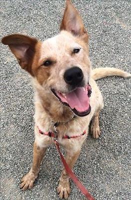Handsome Young Red Male Australian Cattle Dog for Adoption
