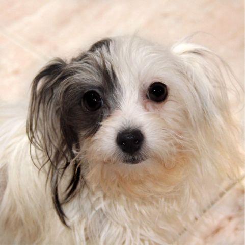 Havanese boy looking for a home