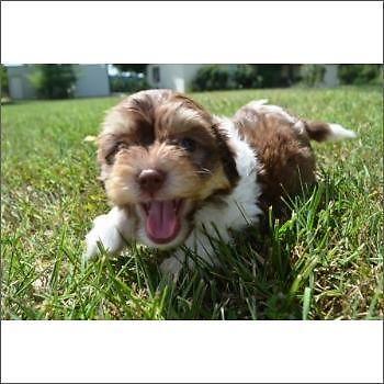 Havanese breeder's puppies for sale on Long Island, New York....