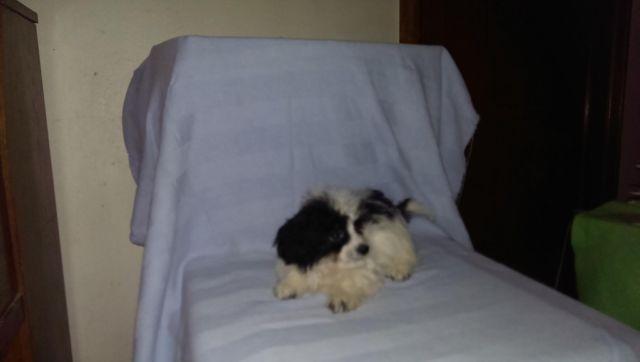 havanese puppies ready for forever homes