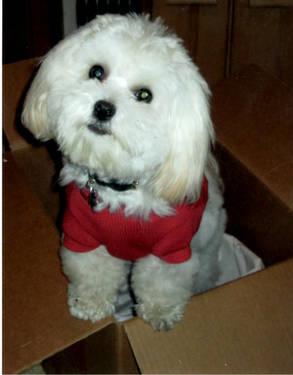 HAVANESE PUPPY or YOUNG ADULT WANTED