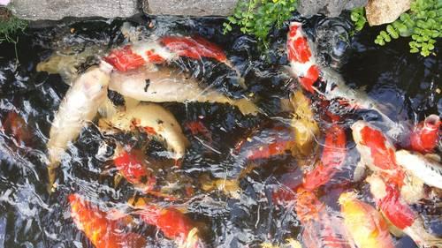 Healthy Japanese Koi for sale-- Multiple Colours, different sizes