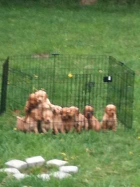 Healthy Sweet Golden Retrievers Puppies-Taking reservations