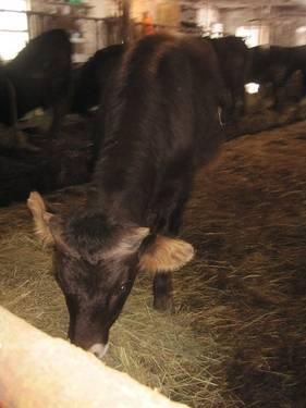 Heifer calf, Jersey cross, going on 3 months