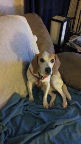 Help Lost Beagle