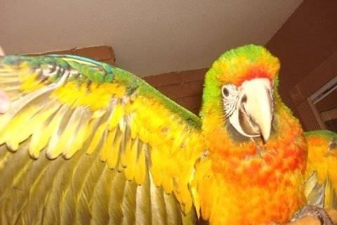 HIGH YELLOW DOMINANT CAMELOT MACAW