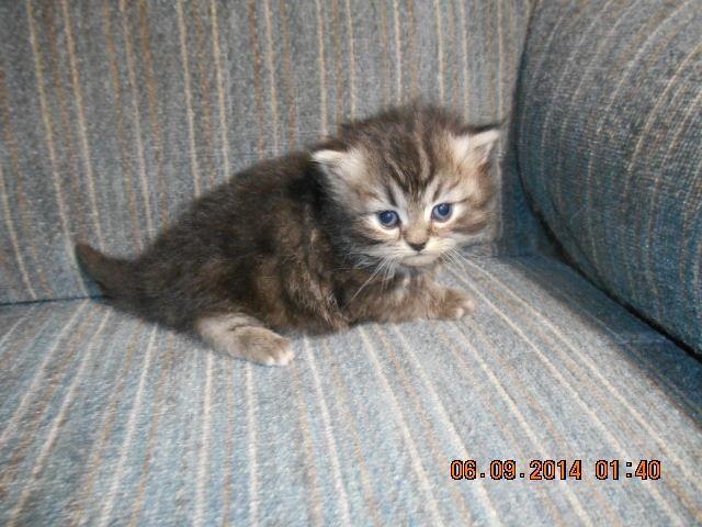 himalayan and persians kittens born may 4 2014