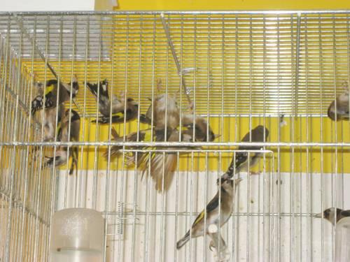 Himalayan Goldfinches for sale