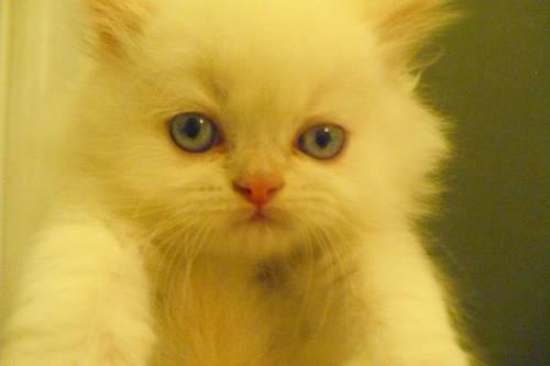Himalayan Kitten - Will Be Ready For Christmas!!!!