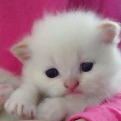 himalayan kitty