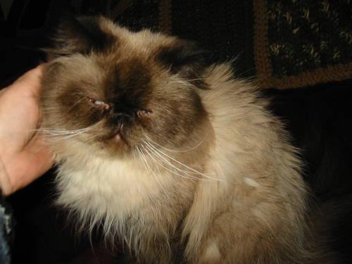 HIMALAYAN Persian Kitten young Seal Point male Best Offer Christmas