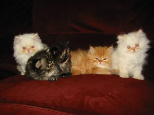 HIMALAYAN Persian Kittens Halloween thru Christmas
