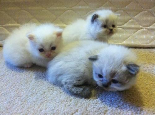 Himalayan Persian Kittens price just reduced!!