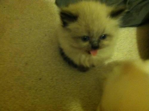 Himalayan Persian Kittens Ready date June 19th! Price just reduced