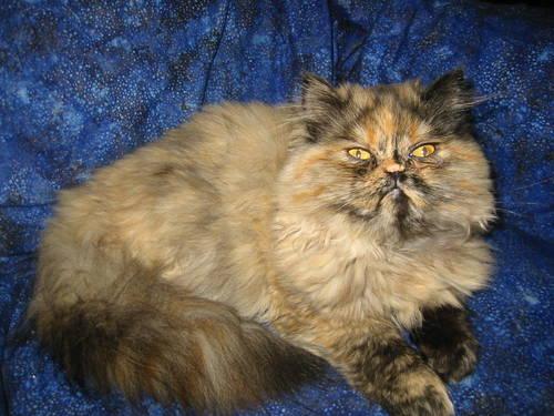 Himalayan Persian Tortie Female Kitten $200.00