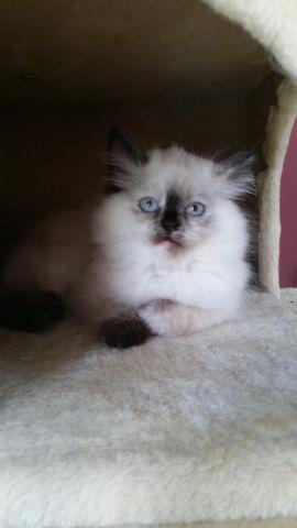 Himalayan / Ragdoll kitten for sale - Reduced