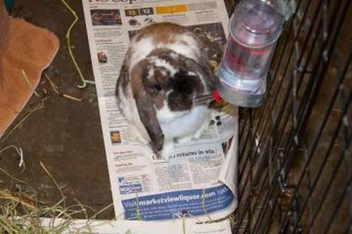 Holland Lop - Abner - Small - Young - Male - Rabbit