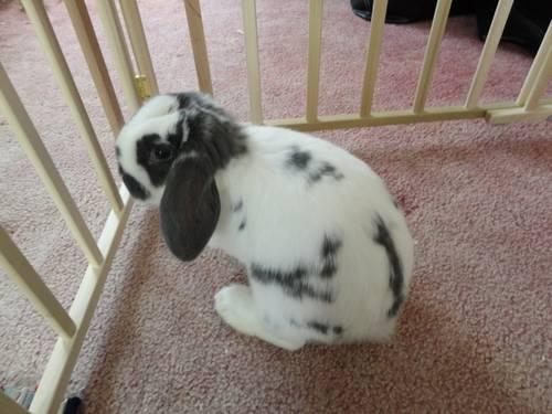 Holland Lop - Flopsy - Small - Young - Male - Rabbit