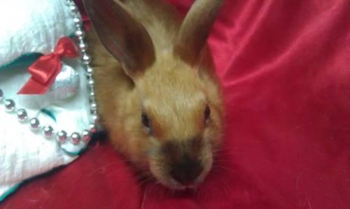 Holland Lop pedigreed rabbit