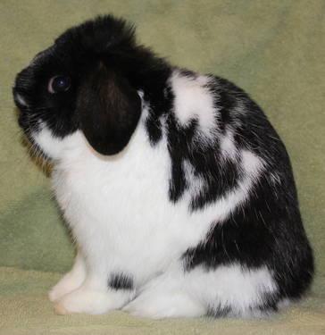 Holland Lop Rabbit Full pedigree