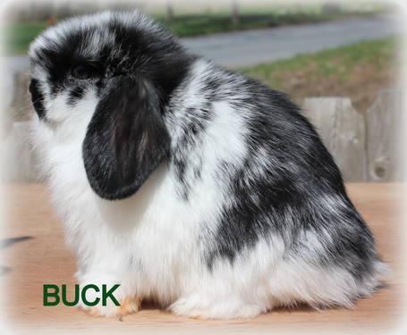 Holland Lop rabbit pedigreed