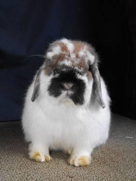 Holland lops Available