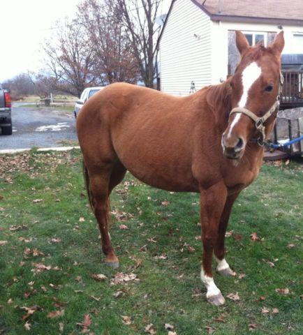 Horse for sale QH female