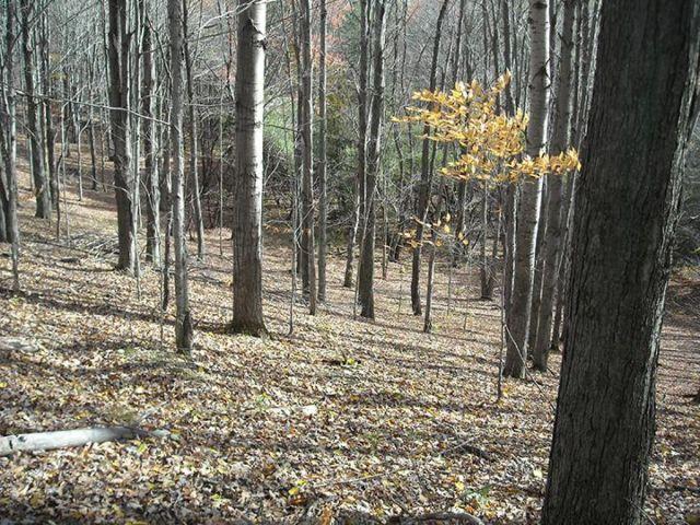 HUNTING LAND near Hornell NY --- 41 Acres --- Includes Mineral Rights