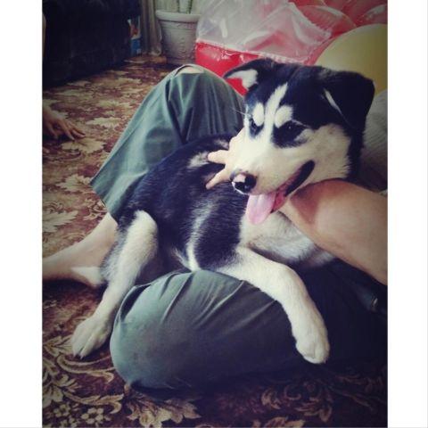 Huskamute puppy for sale-6 months old