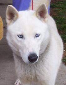 Husky - Dallas - Large - Young - Male - Dog