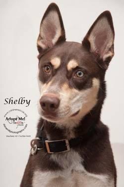 Husky - Shelby - Medium - Adult - Female - Dog