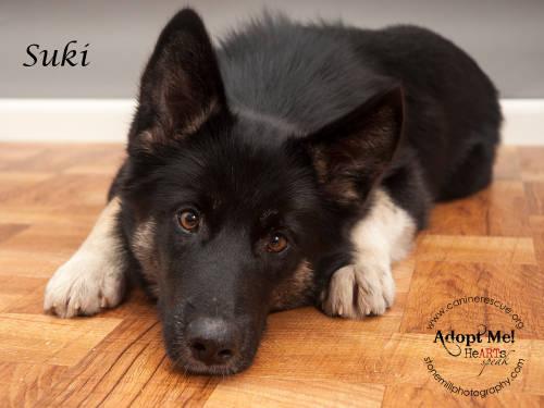 Husky - Suki - Medium - Young - Female - Dog