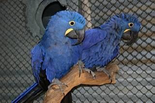 HYACINTH MACAW PROVEN PAIRS FOR SALE