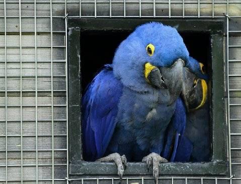 Hyacinth Macaws Proven Pairs for Sale