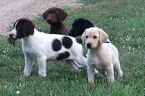 Hybrid Labrador Retrievers Puppies and started Dogs Now available!