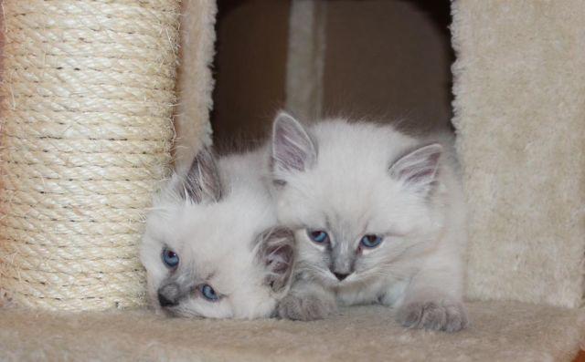Hypo-Allergenic Siberian Kittens with Sky Blue Eyes