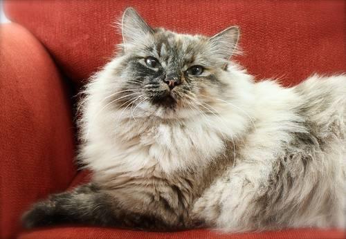 Hypoallergenic Siberian Cat CFA Registered