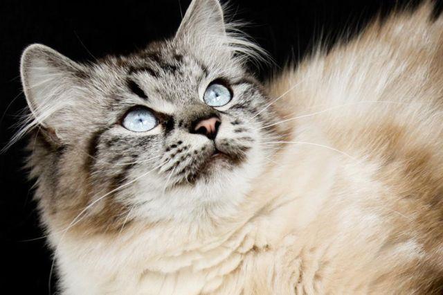 Hypoallergenic Siberian Cats CFA Registered