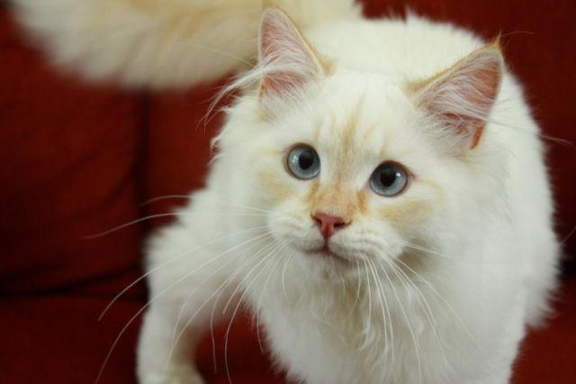 hypoallergenic Siberian Kitten CFA Registered