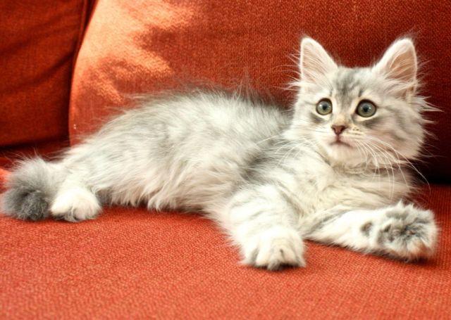 Hypoallergenic Siberian Kitten CFA Registered