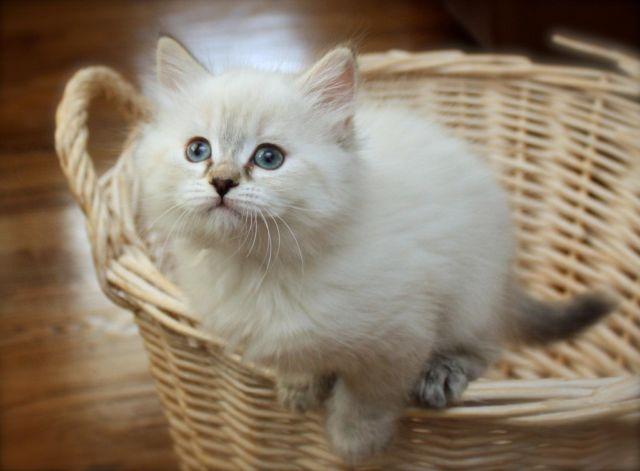 Hypoallergenic Siberian Kittens CFA Registered