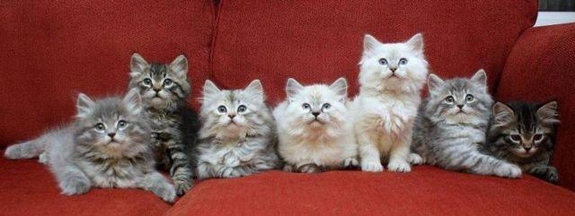 Hypoallergenic Siberian Kittens CFA Registered