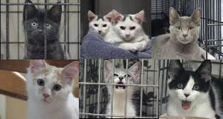 I Am Looking For Two Kittens To Adopt, 3 to 6 Months Old