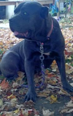 I.C.C.F cane corso mother for sale