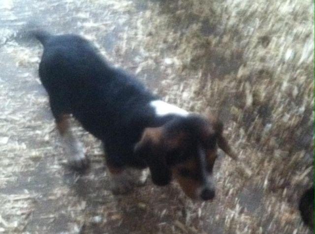 I have a female beagle puppy for sale