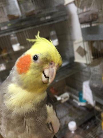 I have a pair of cockatiel for sale